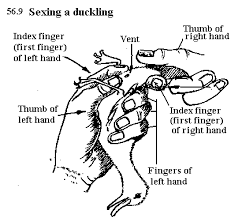 Sexing A Duckling Muscovy Duck Keeping Ducks Backyard