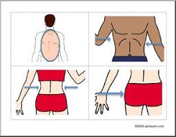 The bone you can feel near the top of the top part of your body including your chest and back is called your torso. German Flashcards Body Parts Abcteach
