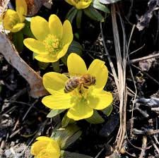 It grows as a dense mat, thanks to its creeping stems. Yellow Perennial Flowers Vibrant Blooms For Your Garden