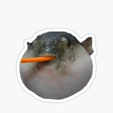 Check spelling or type a new query. Pufferfish Meme Stickers Redbubble