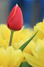Tulips Flowers Garden Love Tulips Flowers Flower Garden Tulips