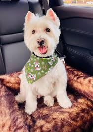 Frankie's 4th trip to the groomers! He is ready for his 1st birthday soon  and Christmas as well! It's exhausting being all floofed up!