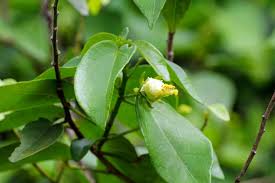 Image result for Pavonia senegalensis