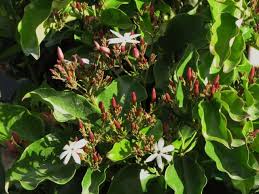 Image result for Jasminum dichotomum
