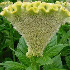 Pin On Celosia Cockscomb