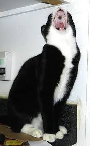 Black And White Tuxedo Cats Homepage Newspaper Cats In Care Cat Yawning Popular Cat Breeds Pretty Cats