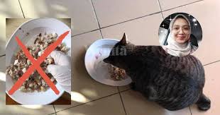 Kucing tidak mau makan juga dapat diatasi dengan cara memberikan vitamin kepada mereka. Sayangkan Kucing Nak Dia Sihat Kena Beri Makanan Berasaskan Daging Mingguan Wanita