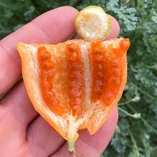 Image result for Kedrostis foetidissima