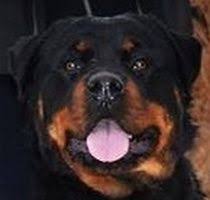 Please contact the breeders below to find rottweiler puppies for sale in oregon: Pin On Hottweiler Danielcarig Damentajawak