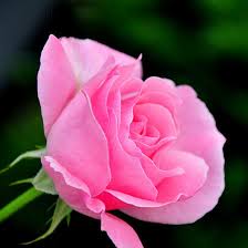 Closed pink rose bud with small pointy leaves on dark green leaves background. 25 Most Beautiful Pink Roses In The World