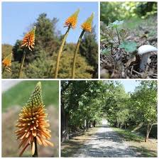 Ataturk Arboretumu Doga Agac Gol Golet Yesil Cicek Hayvan Kaz Kugu Kaplumbaga Bahcekoy Sariyer Orman Isletmesi 345 H Bitki Goletler Agac Evler
