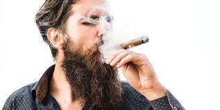 If you can handle stronger cigars like my father le bijou 1922 and la flor dominican double ligero , you've got a decent tolerance for nicotine. How Many Cigars Should You Smoke A Day Holt S Cigar Company
