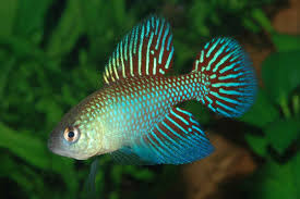 Image result for Cissus humbertii