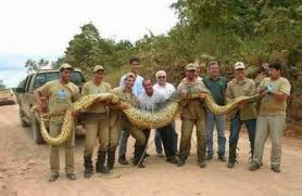 World S Largest Snake Giant Animals Big Animals World Biggest Snake