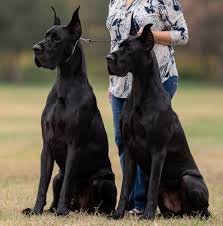 Welcome to our web site! Velocity Great Danes