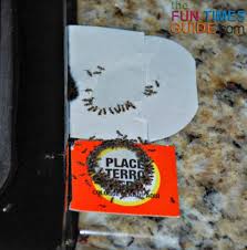 Effective methods for killing ants in my kitchen. See Why The Best Way To Gid Rid Of Ants Naturally Is To Use A Product Called Terro Liquid Ant Bait We Used It In 2 Homes With Success Each Time