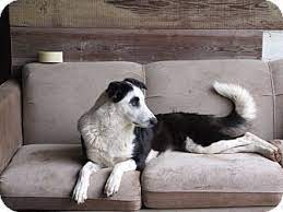 Austin Tx Border Collie Mix Meet Kali A Dog For Adoption Dog Adoption Pets Border Collie Mix