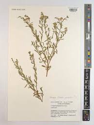 Image result for Litogyne gariepina