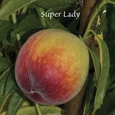 Image result for Peach Melba Yellow 1977 Holden Fleet