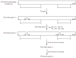 Protein Digestion In The Stomach And Small Intestine