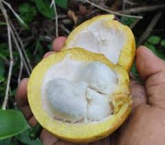 Image result for Garcinia buchneri
