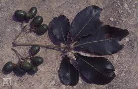 Image result for Vitex doniana