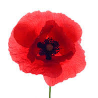 These flowers can be found all. Meaning Of Poppies Poppy Symbolism