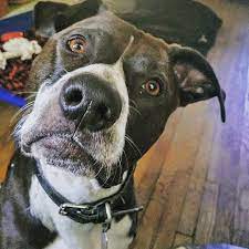 Pets for life boyle heights information jun 30, 2021 · 5 min read. An Abused Dog Named Dodge Gets A New Leash On Life Thanks To A Silver Lake Woman Pets And Wildlife Theeastsiderla Com