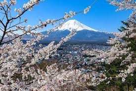 Cherry Blossom Reports 2019 Mount Fuji Full Bloom