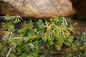 Image result for Actiniopteris semiflabellata