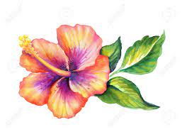 Hibiscus Clipart Watercolor Pencil And In Color Hibiscus Hibiscus Flower Drawing Hibiscus Flower Tattoos Flower Drawing