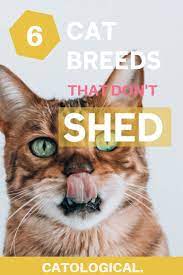 Top 6 Cat Breeds That Don T Shed That Much Is There Such A Cat Cat Breeds Cat Training Cats