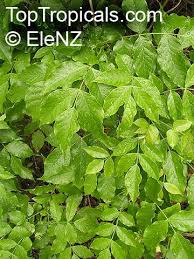 Image result for Markhamia zanzibarica