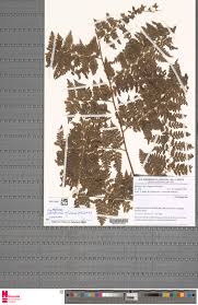 Image result for Odontosoria africana