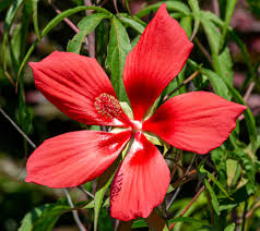 Image result for Hibiscus Red 2017 Vito