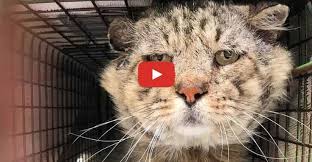 Feral Senior Cat Becomes A Total Mama S Boy We Love Cats And Kittens Senior Cat Cats Beautiful Cats