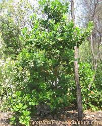 The shell of the kernal contains a thick caustic oil which can cause severe burns and skin irritation on contact. Growing Cashews How To Grow Cashew Trees Nuts And Apples