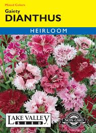 Image result for Dianthus