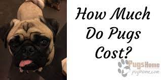 On average, a pug puppy is going to cost anywhere from $650 to as much as $1,500 for a a purebred pug registered with the akc and a great bloodline can cost much more than a pug that. How Much Do Pug Cost On Average Pug Dog Price Information