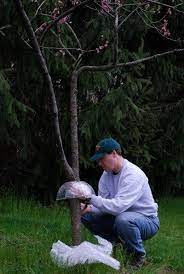More images for keep squirrels out of fruit trees » Squirrel Proofing Fruit Trees How To Keep A Squirrel Out Of Fruit Trees Fruit Trees Peach Trees Growing Fruit Trees