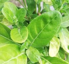 Image result for Justicia petiolaris