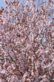 Fairly hardier than black gold and suitable for zone 4b plantings, white gold is also highly tolerant of cherry leaf spot and resistant to bacterial canker and cracking. Fast Growing Flowering Cherry Trees