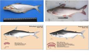 Penyusun materi penyuluhan perikanan dengan judul pengolahan ikan ikan patin (pangasius sp) adalah sri siswahyuningsih, a.md.ak yang merupakan instruktur sekolah tinggi perikanan sebagai bagian dari tim penyusun materi penyuluh perikanan yang terdiri atas tiga kelompok yaitu budidaya. River Fisheries Products Information Innovation Facebook