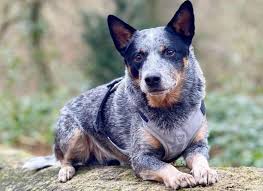 All are strong and healthy with good markings. A Helpful Guide To The Blue Heeler Pitbull Mix K9 Web