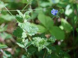 Maybe you would like to learn more about one of these? The Nhbs Guide To Uk Wild Flower Identification