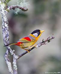 Birds Of A Feather 2020 Episodes Animals On Tumblr Animals Beautiful Birds Nature Birds