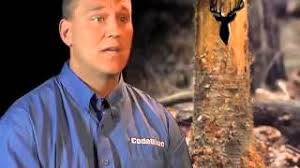 How Wind Affects Deer Movement and Your Hunting