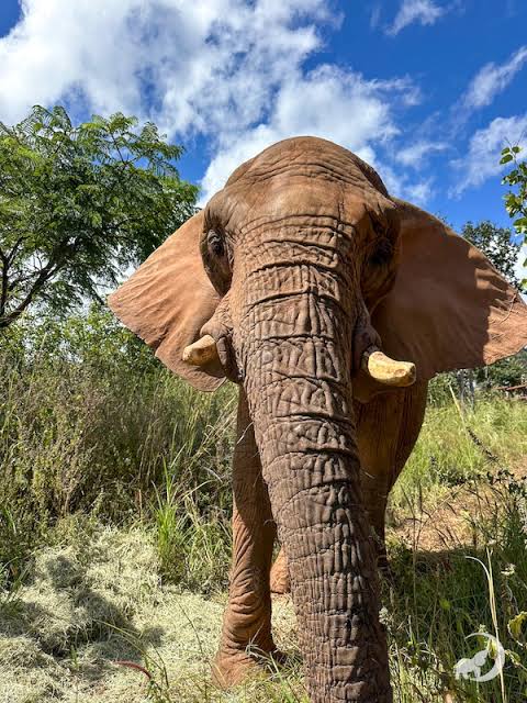 EleFact Friday: African Elephant Tusk Facts