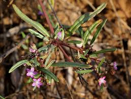 Image result for Gisekia africana