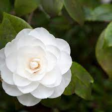 Arbuste à fleurs originaire d'amérique centrale, l'oranger du mexique embellit le jardin grâce à son beau feuillage vert persistant et ses fleurs blanches très parfumées. Arbuste Resistant Au Froid Exemples Cote Maison